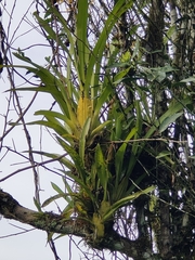 Tillandsia complanata