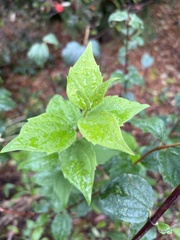 Philadelphus lewisii