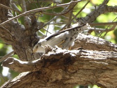 Daphoenositta chrysoptera