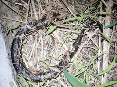 Synbranchus marmoratus