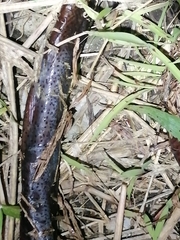 Synbranchus marmoratus