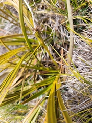 Aciphylla trifoliolata