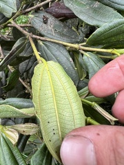 Miconia cundinamarcensis