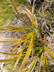 Aciphylla trifoliolata