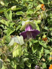 Cobaea scandens