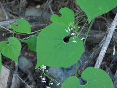 Echinopepon wrightii