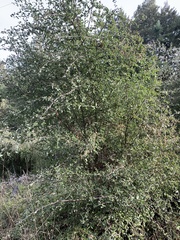 Ceanothus oliganthus sorediatus