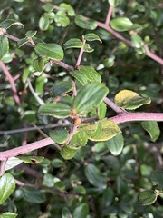 Ceanothus oliganthus sorediatus