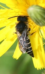 Coelioxys aurolimbatus