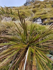 Aciphylla trifoliolata
