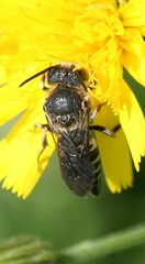 Coelioxys aurolimbatus