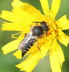 Coelioxys aurolimbatus