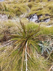 Aciphylla trifoliolata
