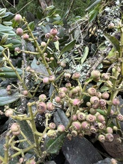 Miconia cundinamarcensis