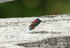 Chrysis viridula