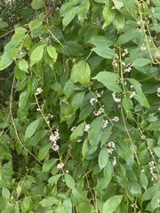 Callicarpa