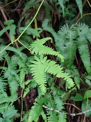 Gleichenella pectinata