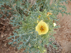 Argemone subfusiformis