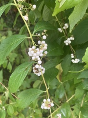 Callicarpa
