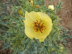 Argemone subfusiformis