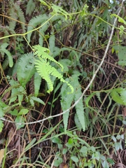 Gleichenella pectinata