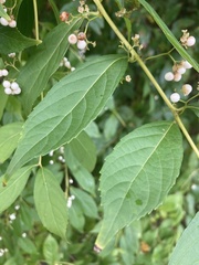 Callicarpa