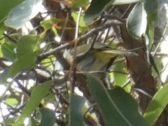 Falcunculus leucogaster