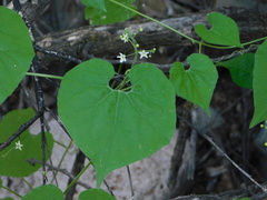 Echinopepon wrightii