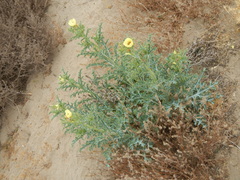 Argemone subfusiformis