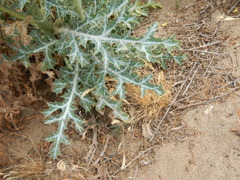 Argemone subfusiformis