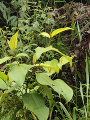 Varronia curassavica