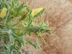 Argemone subfusiformis