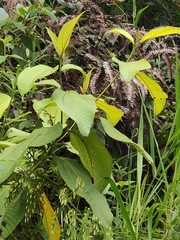 Varronia curassavica