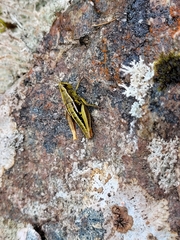 Alpinacris crassicauda