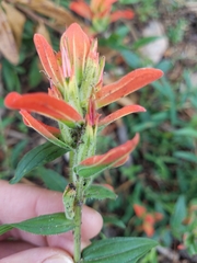 Castilleja nelsonii