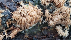 Radulomyces