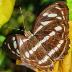 Neptis leucoporos