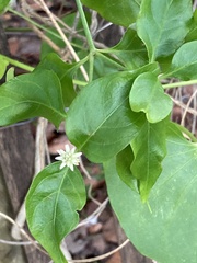 Alternanthera flavescens