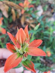 Castilleja nelsonii