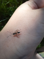 Glabridorsum stokesii