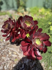 Aeonium