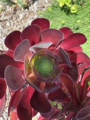 Aeonium
