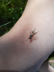 Glabridorsum stokesii