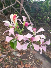 Bauhinia monandra