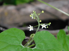 Echinopepon wrightii