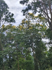 Handroanthus chrysanthus