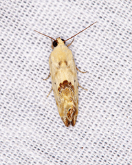 Ponometia libedis