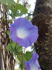 Ipomoea tricolor