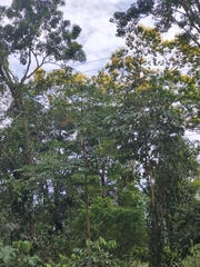 Handroanthus chrysanthus