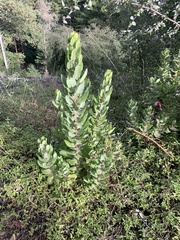 Arctostaphylos regismontana